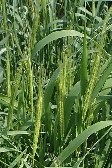 Triticum monococcum \ Einkorn, Kleiner Spelz / Einkorn Wheat, D Mannheim 3.6.2023