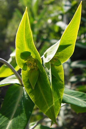 Euphorbia lathyris \ Kreuzblttrige Wolfsmilch, D Gimbsheim 11.5.2015