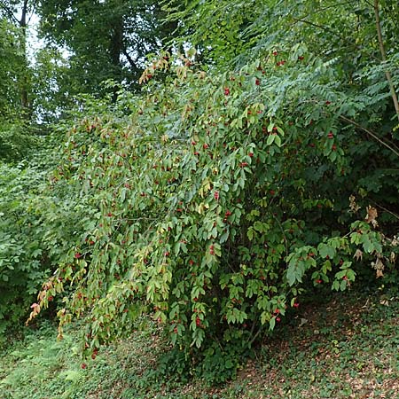 Euonymus latifolius \ Breitblttriges Pfaffenhtchen / Broad-Leaf Spindle, D Bensheim 13.9.2015