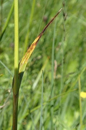 Eriophorum latifolium \ Breitblttriges Wollgras, D Pfronten 28.6.2016