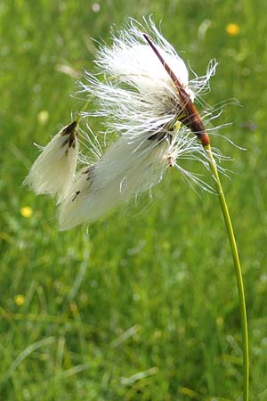 Eriophorum latifolium \ Breitblttriges Wollgras, D Pfronten 28.6.2016