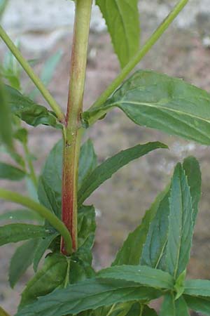 Epilobium roseum \ Rosenrotes Weidenrschen / Pale Willowherb, D Mannheim 21.7.2016