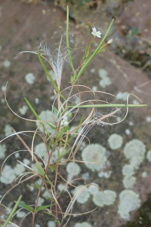 Epilobium roseum \ Rosenrotes Weidenrschen / Pale Willowherb, D Mannheim 21.7.2016