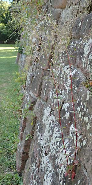 Epilobium roseum / Pale Willowherb, D Mannheim 21.7.2016