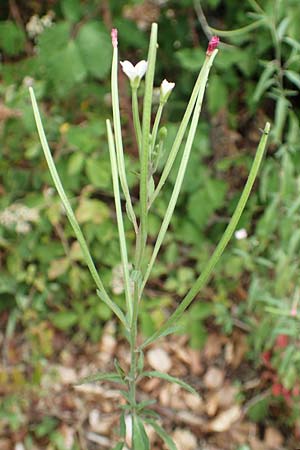 Epilobium lanceolatum \ Lanzettblttriges Weidenrschen / Spear-Leaved Willowherb, D Odenwald, Reichelsheim 16.6.2017