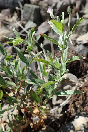 Epilobium lamyi \ Graugrnes Weidenrschen, D Mannheim 25.6.2017