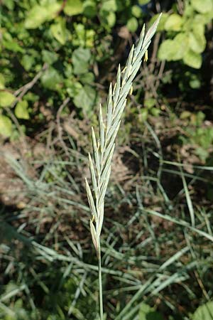 Elymus campestris \ Feld-Quecke, D Neuburgweier 5.6.2018