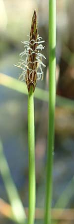 Eleocharis palustris \ Gewhnliche Sumpfbinse, Gemeine Sumpfsimse, D Hochheim am Main 20.6.2018