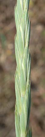 Elymus repens \ Kriechende Quecke, D Germersheim 4.6.2019