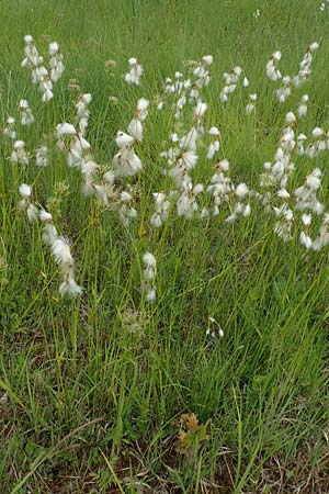 Eriophorum latifolium \ Breitblttriges Wollgras, D Offenburg 22.5.2020