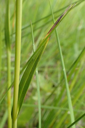 Eriophorum latifolium \ Breitblttriges Wollgras / Broad-Leaved Cotton Grass, D Offenburg 22.5.2020
