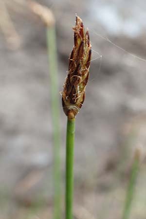 Eleocharis uniglumis \ Einspelzige Sumpfbinse / Spike Rush, D Offenburg 22.5.2020