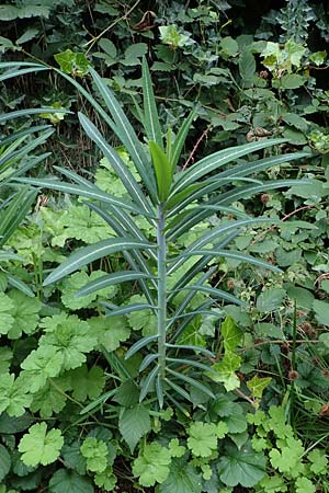 Euphorbia lathyris \ Kreuzblttrige Wolfsmilch / Caper Spurge, D Ettlingen 6.10.2022