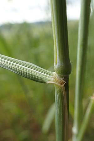 Triticum dicoccon \ Emmer, Zweikorn / Amelcorn, Emmer Wheat, D Odenwald, Reichelsheim 16.6.2017