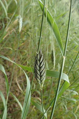 Triticum dicoccon / Amelcorn, Emmer Wheat, D Odenwald, Reichelsheim 16.6.2017