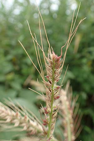 Echinochloa muricata ? \ Stachel-Hhnerhirse, Borstige Hhnerhirse, D Werne 11.7.2018