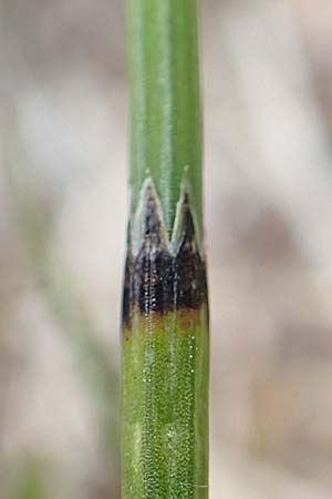 Equisetum x meridionale \ Sdlicher Schachtelhalm, D Hagen 11.6.2020