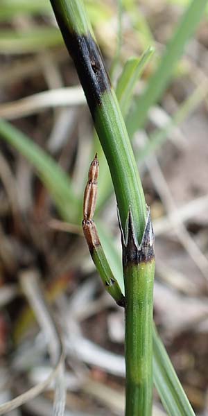 Equisetum x meridionale \ Sdlicher Schachtelhalm, D Hagen 11.6.2020