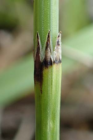 Equisetum x meridionale \ Sdlicher Schachtelhalm, D Hagen 11.6.2020