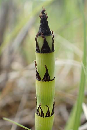 Equisetum x moorei \ Moores Schachtelhalm, D Hagen 11.6.2020