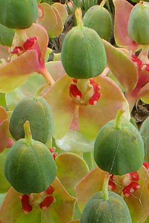 Euphorbia myrsinites \ Myrten-Wolfsmilch, Walzen-Wolfsmilch / Myrtle Spurge, D Mannheim 27.5.2021