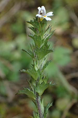 Euphrasia stricta \ Steifer Augentrost / Drug Eyebright, D Harz, Sonnenberg 20.9.2021