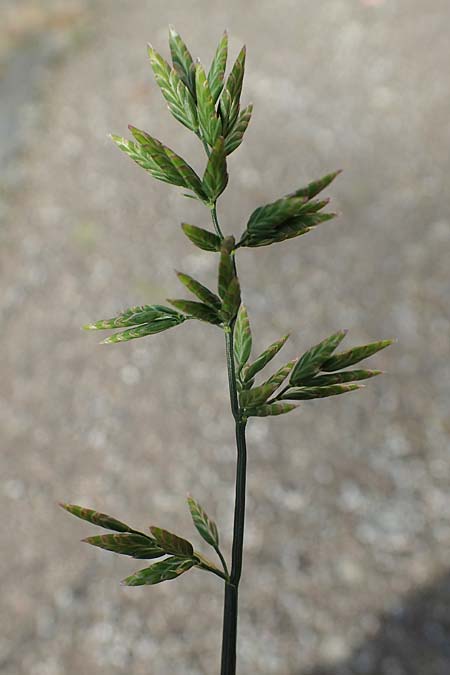 Eragrostis multicaulis \ Vielstngeliges Liebesgras, Japanisches Liebesgras, D Heidelberg 10.11.2021