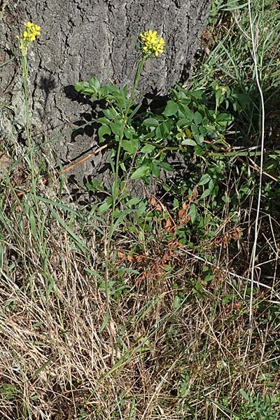 Erysimum marschallianum \ Harter Schterich / Hard Wallflower, D Thüringen, Kölleda 9.6.2022