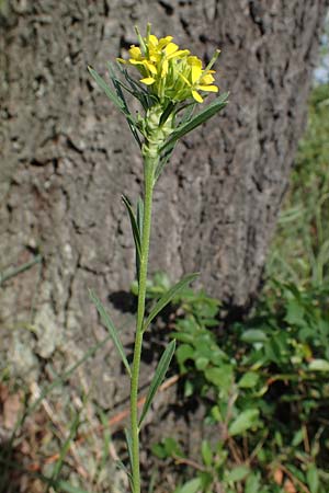 Erysimum marschallianum \ Harter Schterich / Hard Wallflower, D Thüringen, Kölleda 9.6.2022