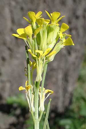 Erysimum marschallianum \ Harter Schterich / Hard Wallflower, D Thüringen, Kölleda 9.6.2022