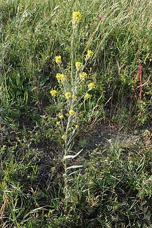 Erysimum marschallianum \ Harter Schterich / Hard Wallflower, D Thüringen, Kölleda 9.6.2022