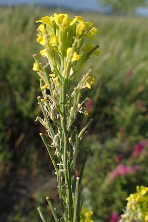 Erysimum marschallianum \ Harter Schterich / Hard Wallflower, D Thüringen, Kölleda 9.6.2022