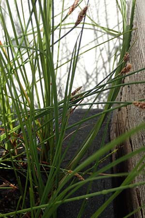 Eleocharis multicaulis \ Vielstngelige Sumpfbinse / Many-Stalked Spike Rush, D  2.6.2023