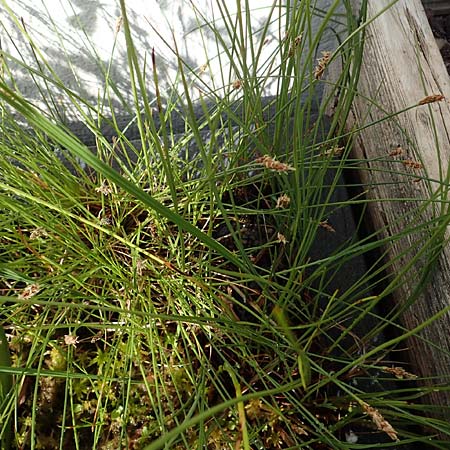 Eleocharis multicaulis \ Vielstngelige Sumpfbinse / Many-Stalked Spike Rush, D  2.6.2023