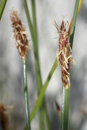 Eleocharis multicaulis \ Vielstngelige Sumpfbinse / Many-Stalked Spike Rush, D  2.6.2023