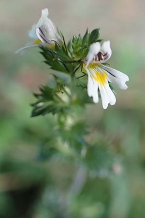 Euphrasia stricta \ Steifer Augentrost / Drug Eyebright, D Odenwald, Reichelsheim 12.10.2018