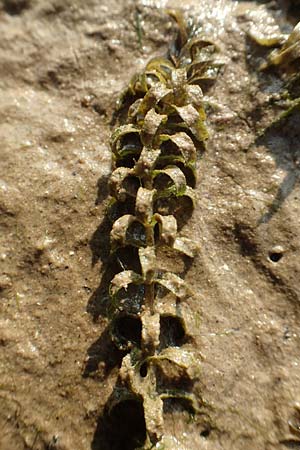 Elodea nuttallii \ Nuttalls Wasserpest / Nuttall's Waterweed, D Pfalz, Speyer 19.10.2018