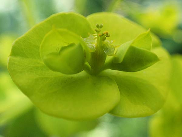 Euphorbia nicaeensis \ Nizza-Wolfsmilch / Southern Spurge, Honey-Flowered Spurge, D Weinheim an der Bergstraße, Botan. Gar.  Hermannshof 7.5.2020