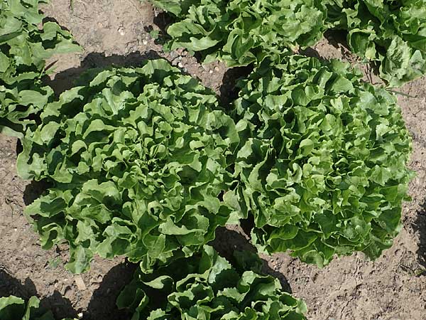 Cichorium endivia \ Winter-Endivie, Endivien-Salat / Endive, Chicory, D Mannheim 3.6.2023