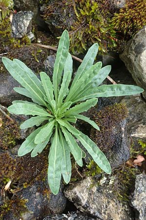 Erysimum odoratum \ Honig-Schterich, Wohlriechender Schterich / Odorant Treacle Mustard, D Hardheim 11.6.2016