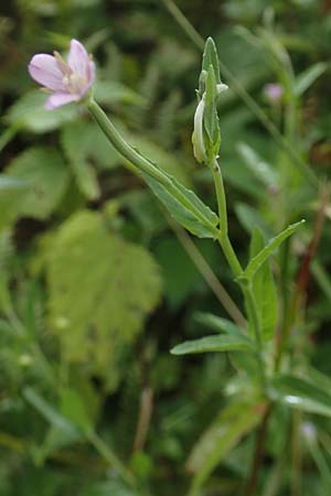 Epilobium obscurum \ Dunkelgrnes Weidenrschen, D Schwarzwald, Bad Rippoldsau 3.8.2016