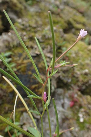 Epilobium obscurum \ Dunkelgrnes Weidenrschen / Dark-Green Willowherb, Short-Fruited Willowherb, D Schwarzwald/Black-Forest, Bad Rippoldsau 3.8.2016