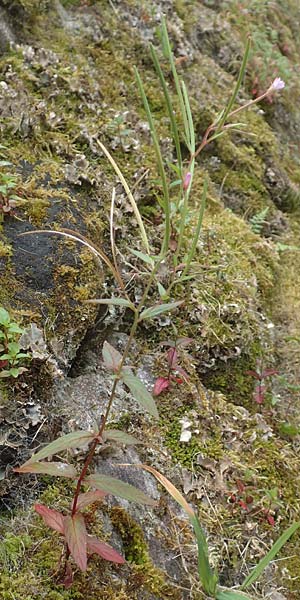 Epilobium obscurum \ Dunkelgrnes Weidenrschen / Dark-Green Willowherb, Short-Fruited Willowherb, D Schwarzwald/Black-Forest, Bad Rippoldsau 3.8.2016