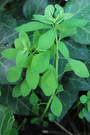 Euphorbia peplus / Petty Spurge, D Bad Dürkheim 21.6.2007