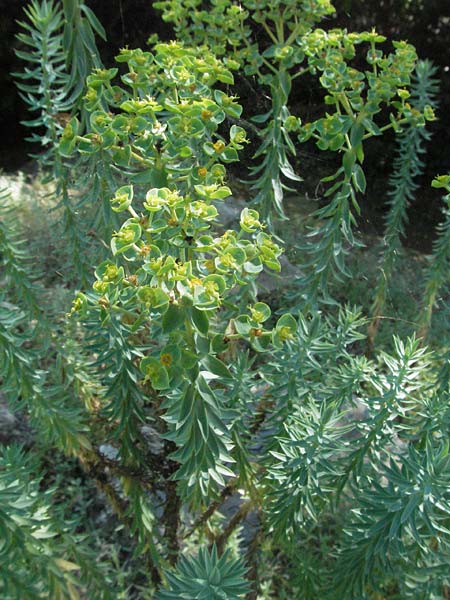 Euphorbia pithyusa /  Spurge, D Botan. Gar.  Universit.  Mainz 4.8.2007