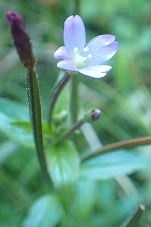 Epilobium collinum \ Hgel-Weidenrschen / Hill Willowherb, D Odenwald, Hammelbach 2.10.2015