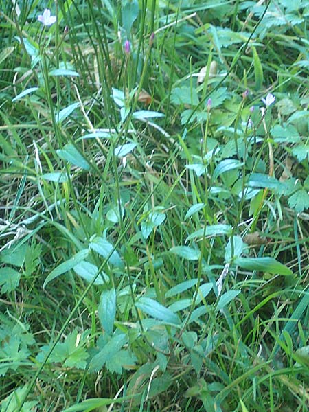 Epilobium collinum \ Hgel-Weidenrschen / Hill Willowherb, D Odenwald, Hammelbach 2.10.2015