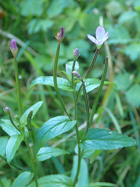 Epilobium collinum \ Hgel-Weidenrschen / Hill Willowherb, D Odenwald, Hammelbach 2.10.2015