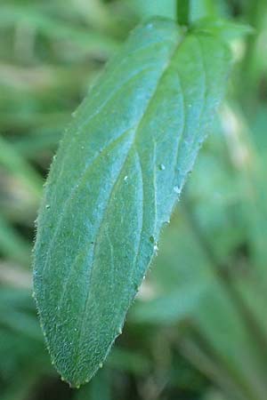 Epilobium collinum \ Hgel-Weidenrschen / Hill Willowherb, D Odenwald, Hammelbach 2.10.2015