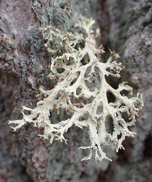 Evernia prunastri \ Pflaumen-Flechte, Eichenmoos / Oak Moss, D Odenwald, Beerfelden 18.2.2017